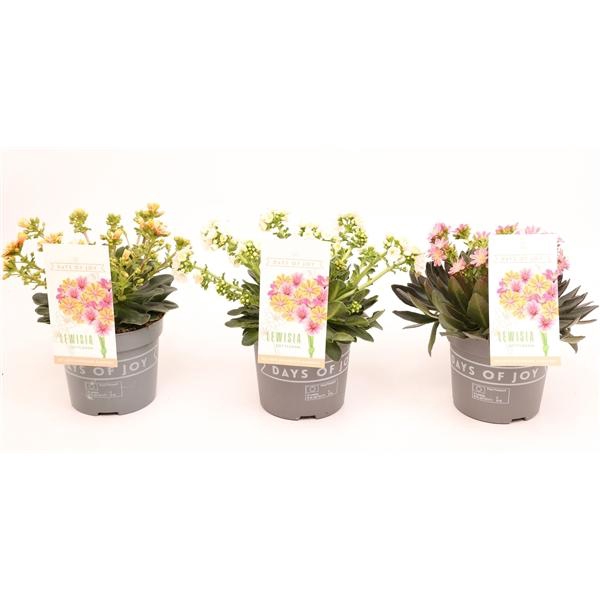 <h4>Lewisia Mountain Dreams gemengd</h4>