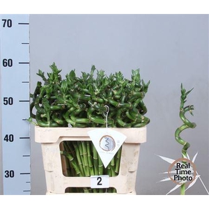 Drac Lucky Bamboo