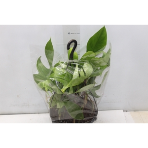 PHILODENDRON FLORIDA C21