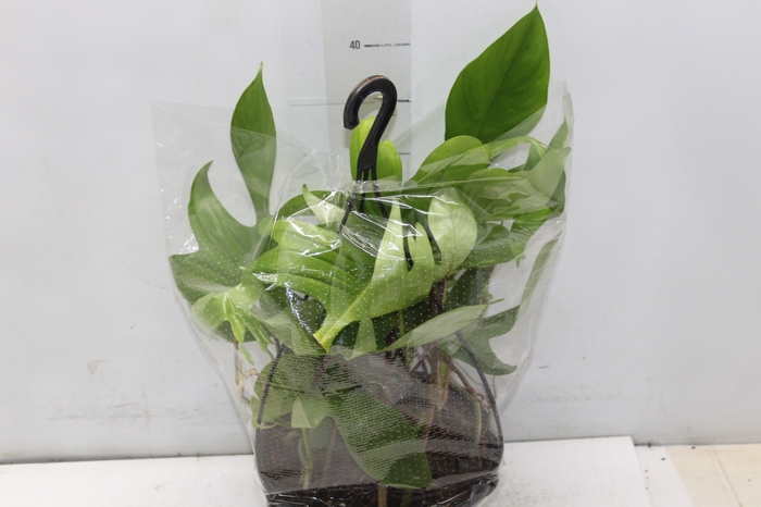 <h4>PHILODENDRON FLORIDA C21</h4>