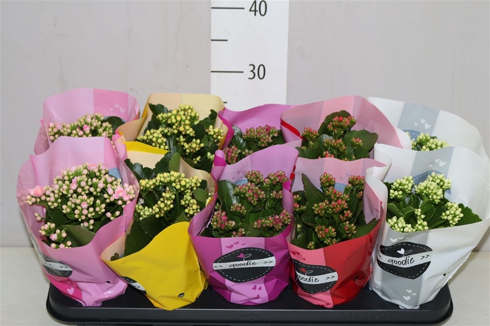 <h4>Kalanchoe Calandiva Mix</h4>
