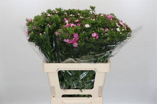 <h4>DI BARB AM ROSE</h4>