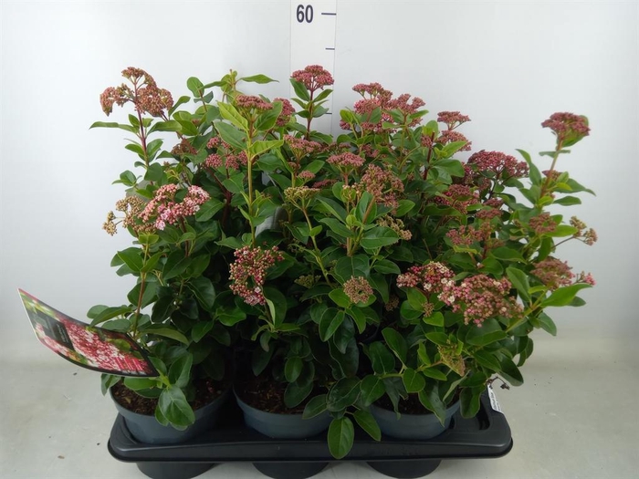 <h4>Viburnum tinus</h4>