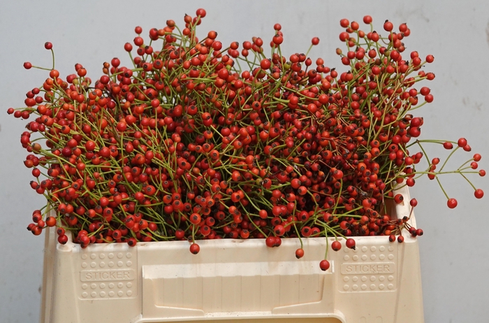 <h4>ROSA F AUTUMN JOY</h4>