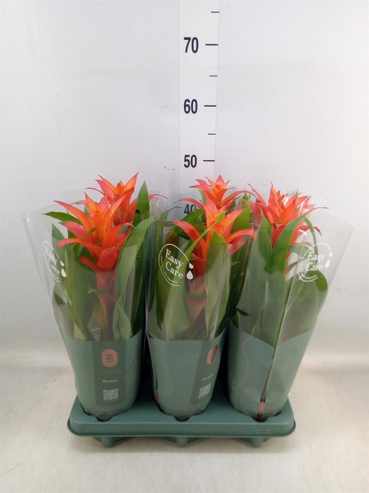 <h4>Guzmania  'Fiero Orange'</h4>