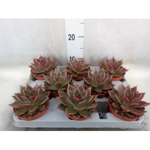 Echeveria   ...