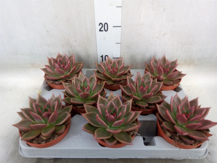<h4>Echeveria   ...</h4>