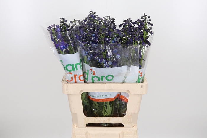 <h4>Delph En Donna</h4>