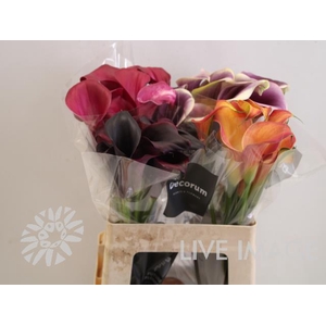 Zantedeschia mix in bucket