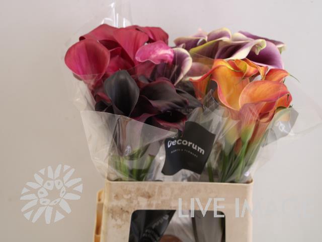<h4>Zantedeschia mix in bucket</h4>