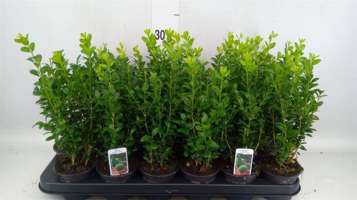 <h4>Buxus semp.   ...</h4>