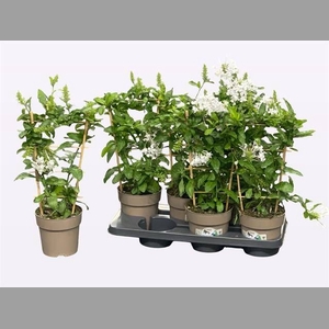 PLUMBAGO INDICA