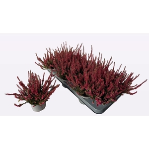 CALLU WIBOS ROT
