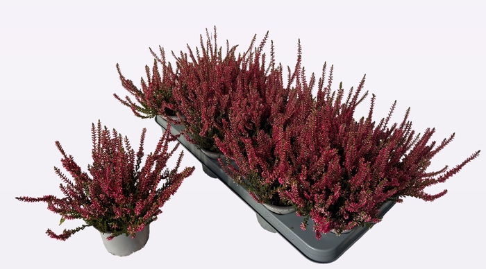 <h4>CALLU WIBOS ROT</h4>