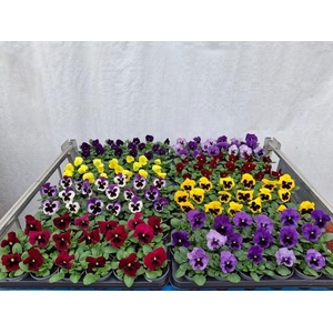 Viola wr. 'Delta'   ...mix