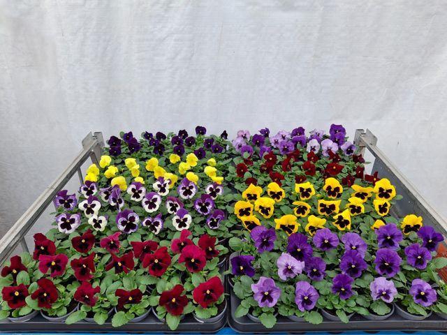 <h4>Viola wr. 'Delta'   ...mix</h4>