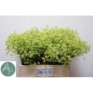 ALCHEM M ROBUSTICA