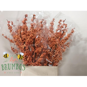 ILEX VE WINTER GOLD