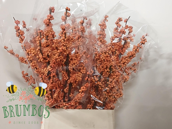 <h4>ILEX VE WINTER GOLD</h4>
