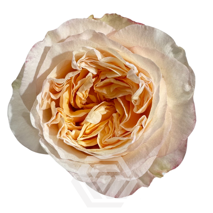 <h4>R GR TIE-DYE Tessa</h4>