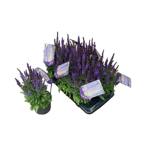 SALVIA NE SE DP BLUE