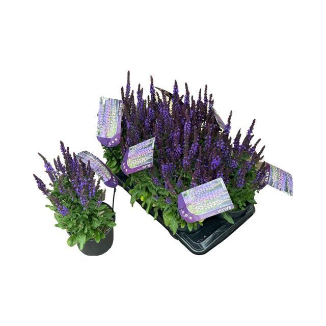 <h4>SALVIA NE SE DP BLUE</h4>