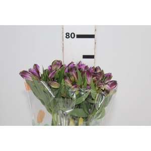 ALSTROEMERIA GALAXY 080 CM LILAS