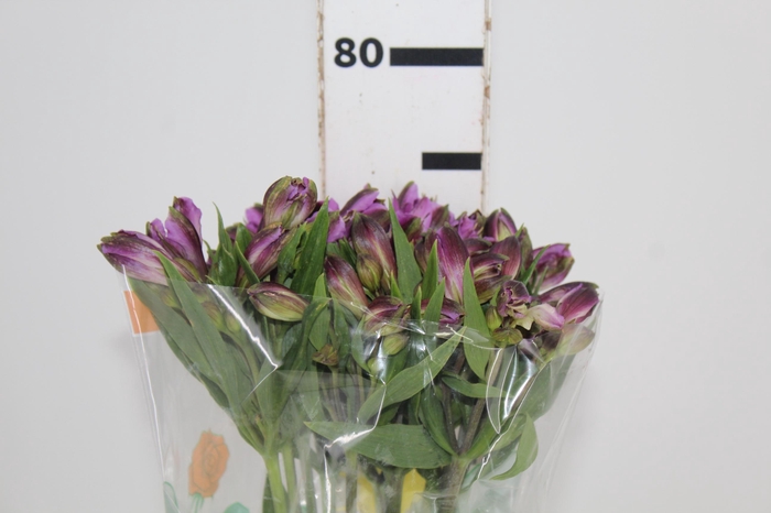 <h4>ALSTROEMERIA GALAXY 080 CM LILAS</h4>