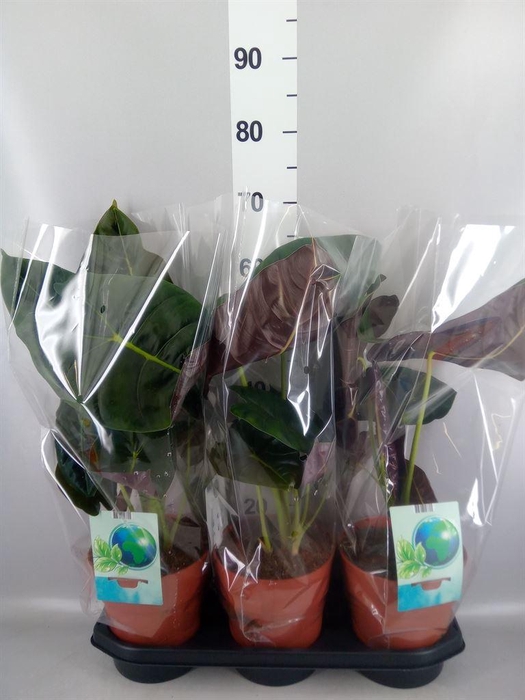 <h4>Alocasia   ...</h4>