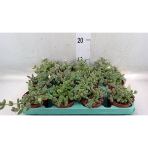 Delosperma echinatum