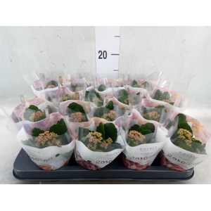 Kalanchoe blos. 'RosDon Nando'