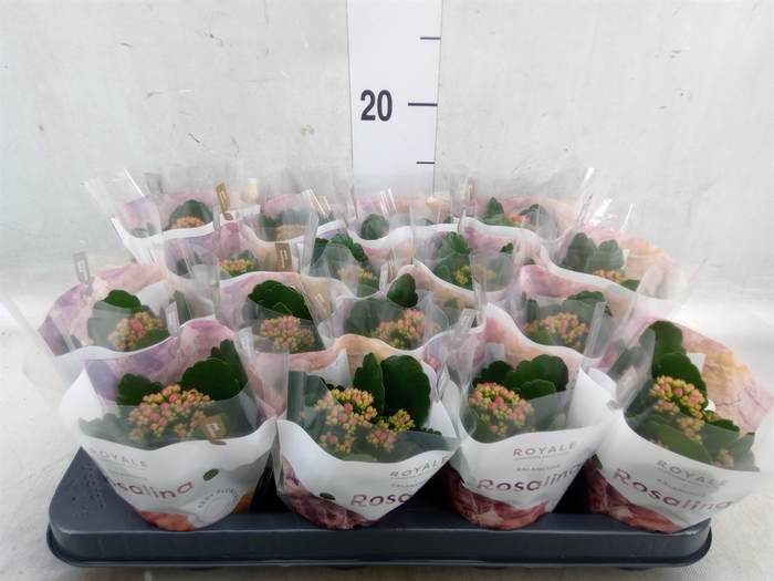 <h4>Kalanchoe blos. 'RosDon Nando'</h4>
