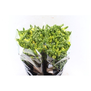 Fr Du Grandeur Creme / Yellow