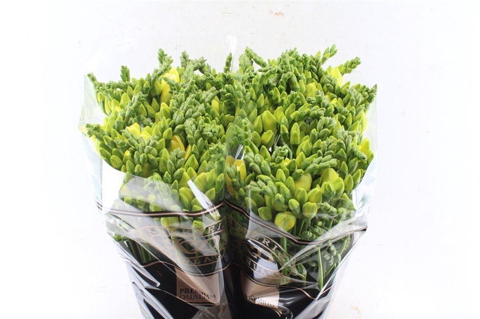 <h4>Fr Du Grandeur Creme / Yellow</h4>