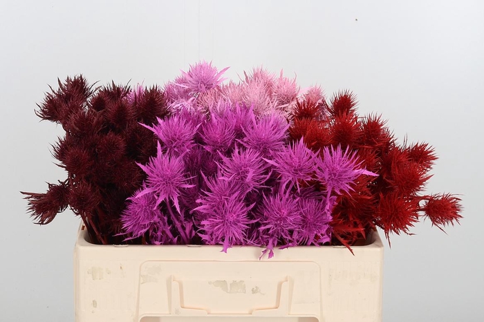 <h4>Eryn Sup Kl Bh Love</h4>