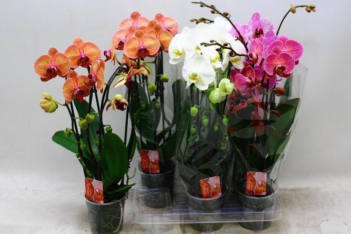 <h4>PHAL EL CASCADE</h4>
