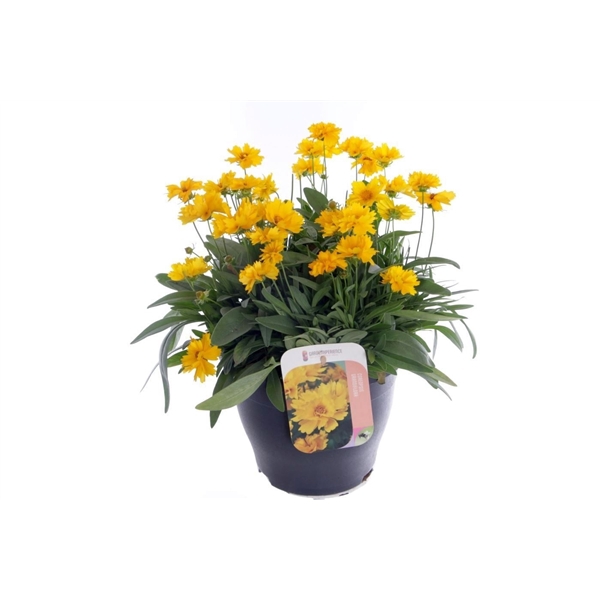 <h4>Coreopsis grand. Illico</h4>