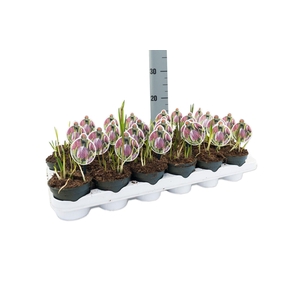 Fritillaria Meleagris