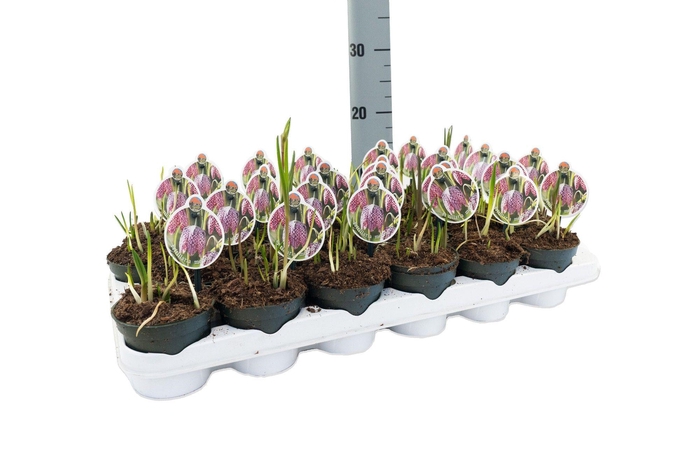 <h4>Fritillaria Meleagris</h4>