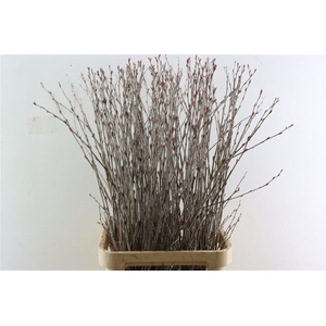 Populus Alba Red