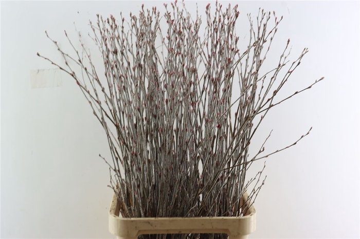 <h4>Populus Alba Red</h4>