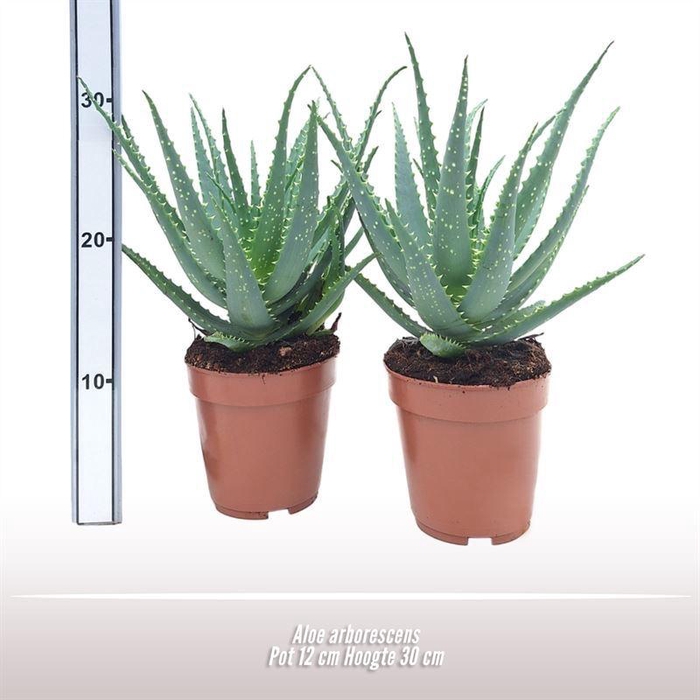 <h4>Aloe arborescens</h4>