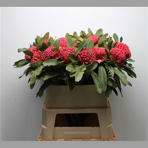 Protea Waratah