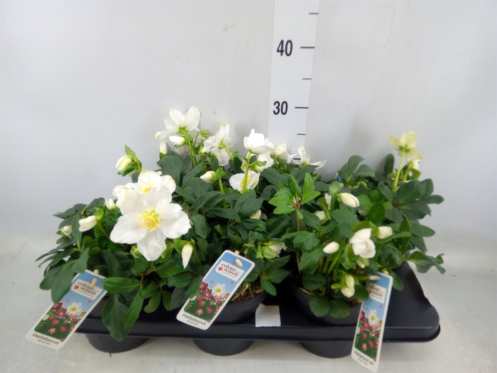 <h4>Helleborus niger 'Advent Star'</h4>