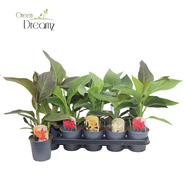 Canna Cannova gemengd