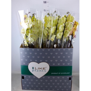 Phalaenopsis   ...yellow