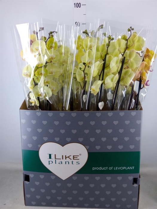 <h4>Phalaenopsis   ...yellow</h4>