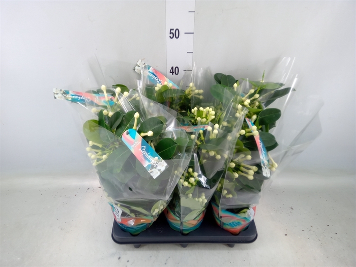 <h4>Stephanotis floribunda   ...</h4>