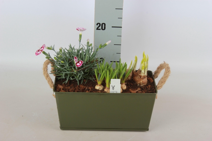 <h4>ARR BOL KNOLGEWAS</h4>