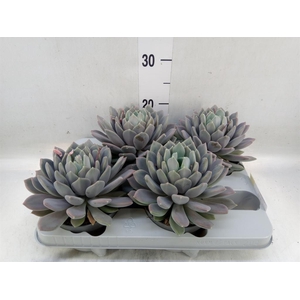 Pachyphytum  'Draco'